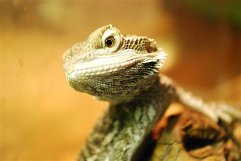 Bearded Dragon Wallpapers - Wallpaper Cave