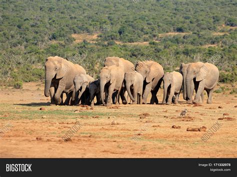 Herd African Elephants Image & Photo (Free Trial) | Bigstock