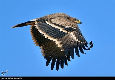 Golden Eagles living in Alborz and Zagros mountains in Iran (Photos)