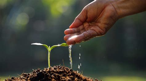 Planting The Seed