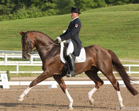 Horse Life and Love: Hanoverian Horses