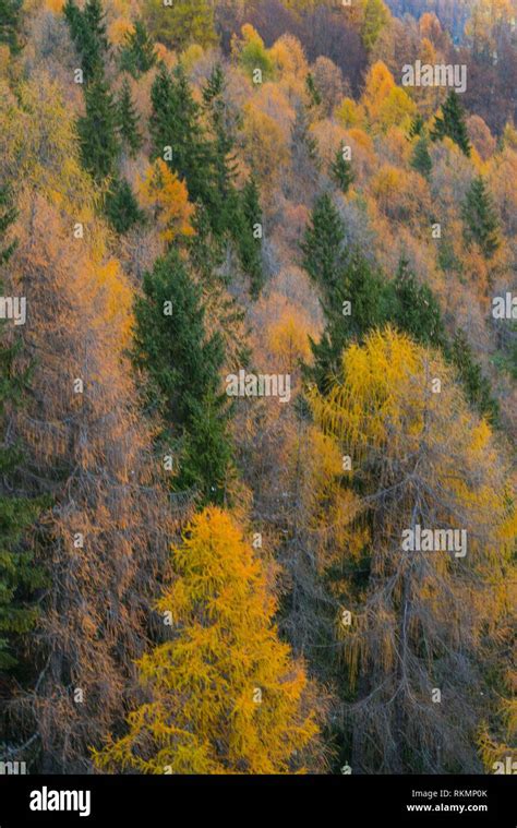 European Larch forest, Cortina D'Ampezzo, Belluno province, Dolomites ...