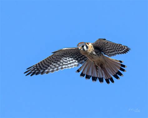 American Kestrel Hunting Photograph by Karen Slagle - Pixels