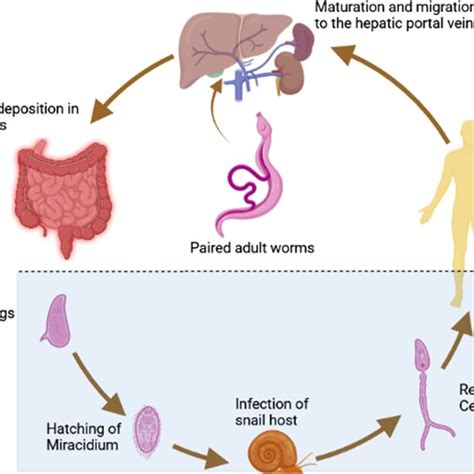 Life cycle of Schistosoma mansoni | Download Scientific Diagram