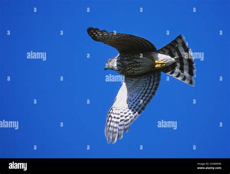 Cooper's hawk in flight during autumn migration Stock Photo - Alamy