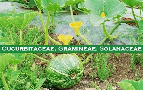 Cucurbitaceae, Gramineae, Solanaceae: Characteristics, Importance ...