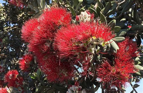 New Zealand Christmas Tree – Santa Barbara Beautiful