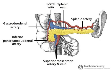 The Pancreas - Anatomy - Duct System - Vasculature - TeachMeAnatomy