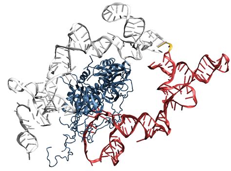 Mrna Chemical Structure