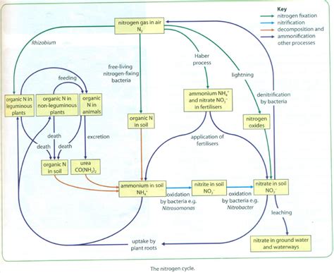 # 66 The nitrogen cycle | Biology Notes for A level