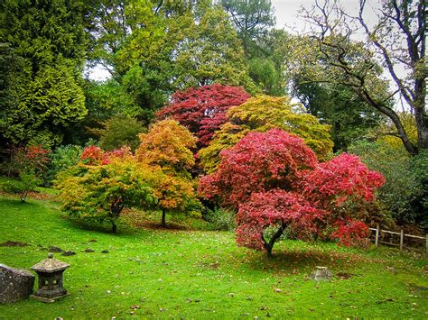 Bihou Japanese Maple Tree