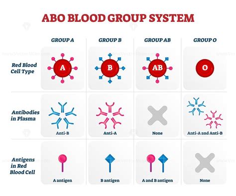 ABO blood group types vector illustration chart – VectorMine