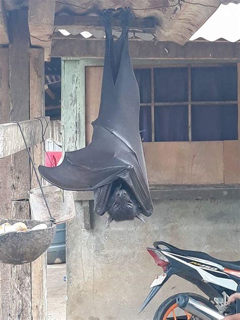 Here's What You Need to Know About That 'Human-Sized' Bat Going Viral ...