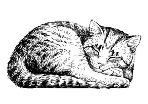 Sleeping Cat White Background Images – Browse 691 Stock Photos, Vectors ...