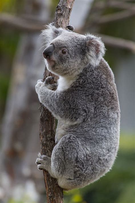 Queensland Koala | Koala, Koala bear, Cuddly animals