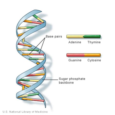 使い勝手の良い DNA sushitai.com.mx