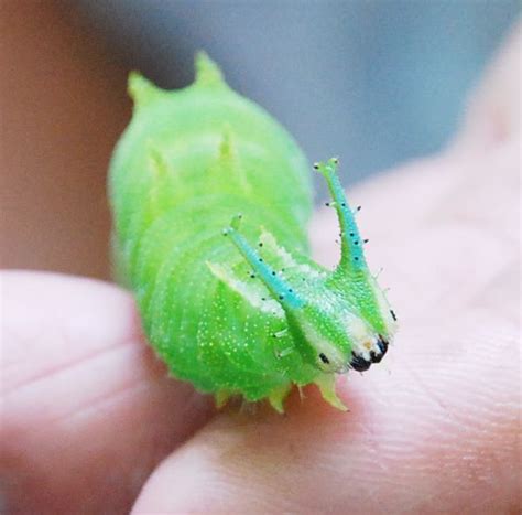 Another picture of the adorable Japanese Emperor Caterpillar ...