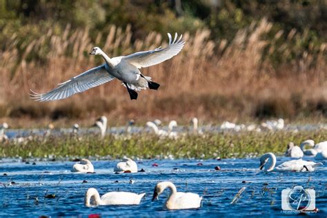 Pocosin Lakes National Wildlife Refuge: The Pungo Unit