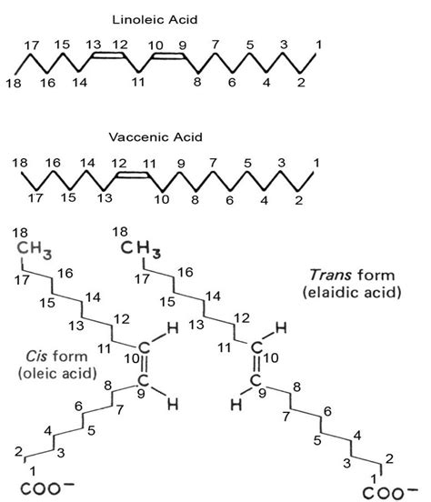 Hydrogenated Oil Structure