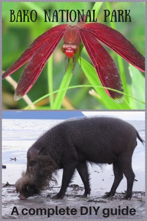 Bako National Park in Borneo, Sarawak, Malaysia is a mecca for wildlife ...