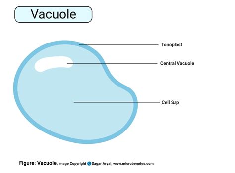 Vacuole In Animal Cell And Plant Cell