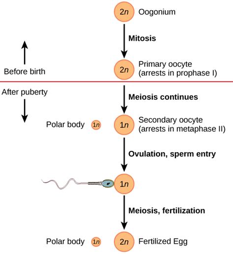 Human Reproductive Anatomy and Gametogenesis · Biology