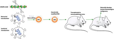 Frontiers | Progress in construction of mouse models to investigate the ...