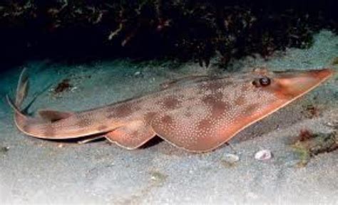 Atlantic Guitarfish Information and Picture | Sea Animals