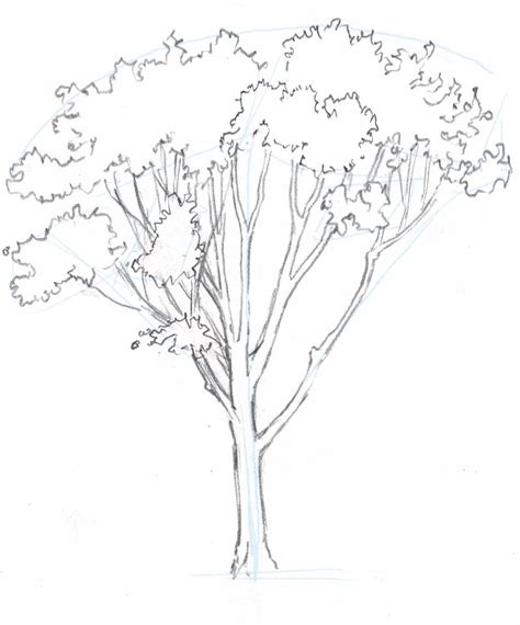 How to draw trees: Oaks • John Muir Laws