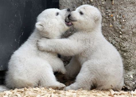 I'll eat you. | Baby ijsberen, Schattige babydieren, Baby ezel