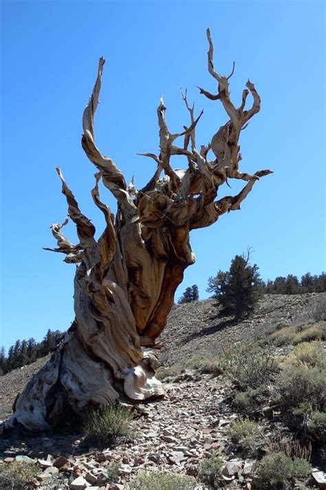 Methuselah Tree - The oldest tree | Triptipper.com