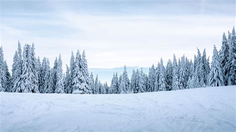 Wallpaper winter landscape winter trees snowy snow | Winter snow ...