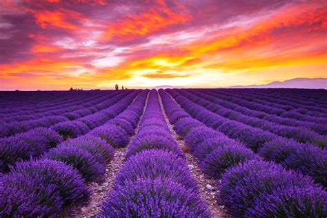 sunset | Lavender fields france, Scenery, Lavender fields