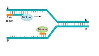 Primase | Definition, Types & Function - Video & Lesson Transcript ...