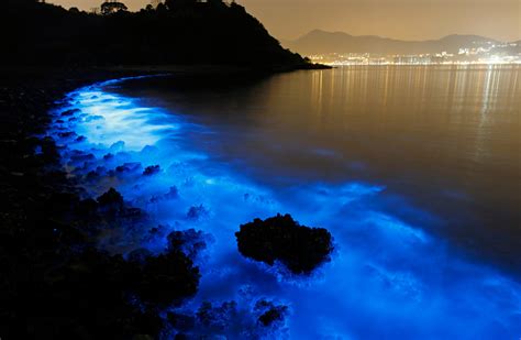 Bioluminescent Waves 2024 Schedule California - Nanci Valeria