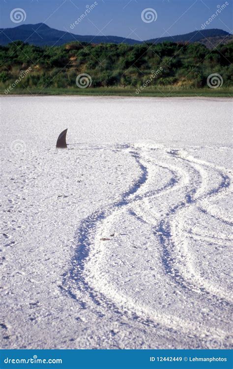 Land Shark Prank in a Dry Lakebed Stock Image - Image of pranksters ...