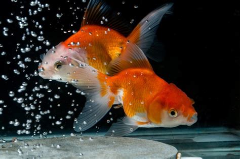 Fish Reproduce | How are the fish reproduce in your aquarium?