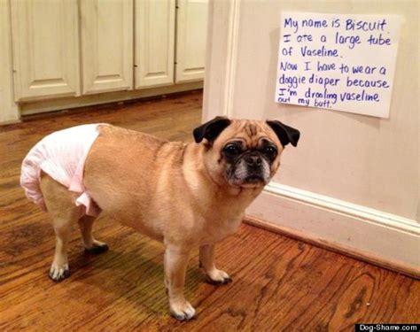 Biscuit, Pug In A Diaper, Dog-Shamed After Eating A Tube Of Vaseline ...