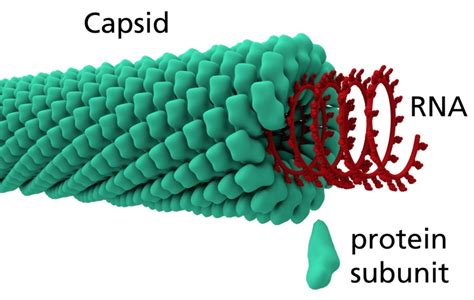 What is the Difference Between Capsid and Nucleocapsid - Pediaa.Com