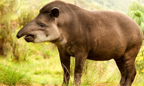 4 Things Tapir Like to Eat (Diet & Facts)