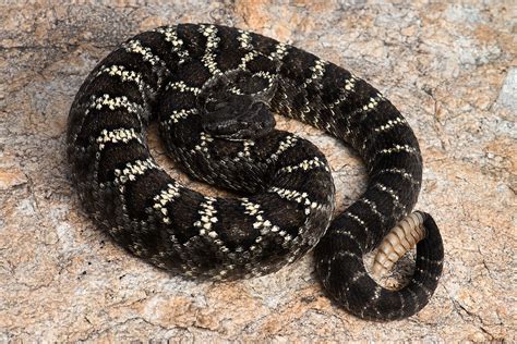 Arizona Black Rattlesnake Facts and Pictures