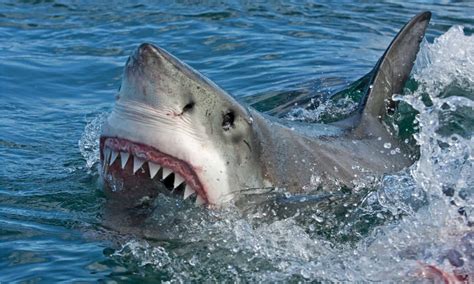 See The Great White Sharks Recently Spotted Off The Coast of Florida ...