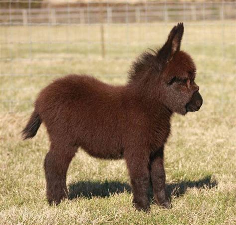 Esses 15 burros bebês são tudo que você precisa ver hoje Baby Farm ...