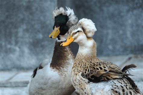 All About Ducks With An Afro: Here's What To Know