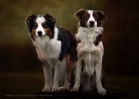 Are Australian Shepherd Border Collie Good Withkids