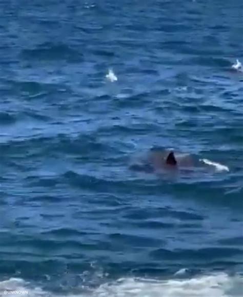 Man films fatal shark attack in Sydney Australia