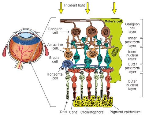 Amacrine Cells in Light Adaptation | Arizona RETINA Project