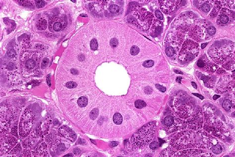 Histology Guide - virtual microscopy laboratory