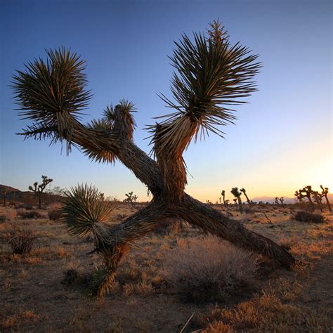 Lisa Burford | Blog | Reminiscing on 100 Days of Desert Exploration