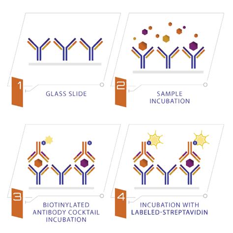 RayBiotech - Over 700 Multiplex Arrays | Lucerna-Chem AG